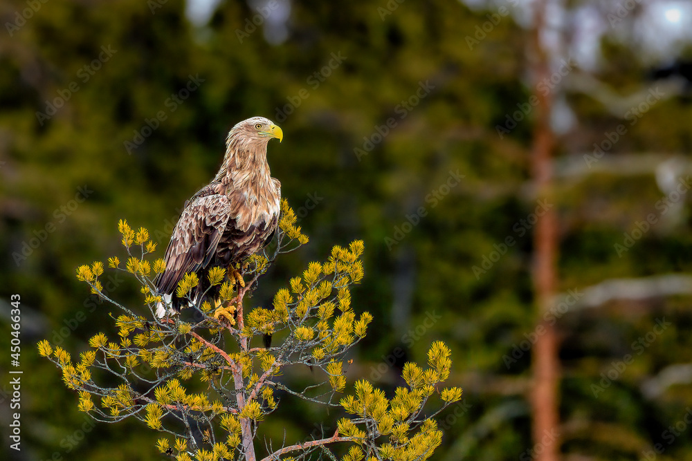 Canvas Prints White-tailed eagle at the top of a pine tree