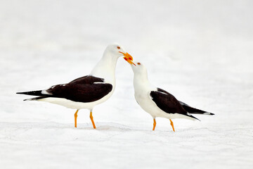 Two Lesser black-backed gulls on the snow