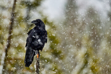 Common raven in heavy snowfall in north Finland