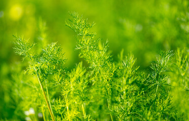 Close up of green dill in a vegetable garden.