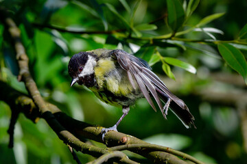 Great tit, my friendly backyard neighbor. Stretching is an important part of birds life.
