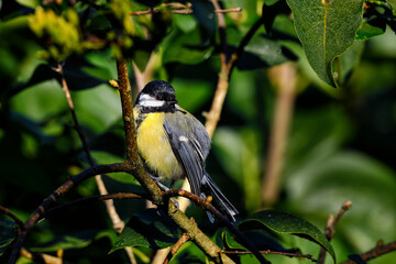 Great tit, warming up in morning sunlight.