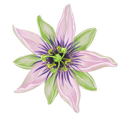 Passion fruit flower or passionflower tropical plant, Digital illustration