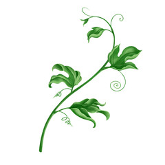 Green leaves branch of passion fruit with whit background, digital illustration