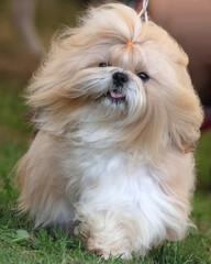 Young gold and white Shih Tzu