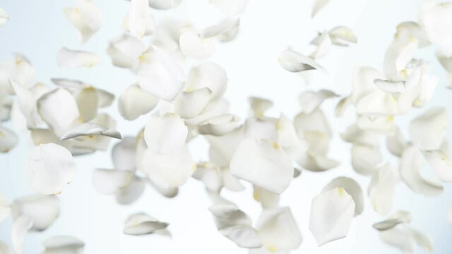 Super slow motion of flying rose petals on clear white background. Filmed on high speed cinema camera, 1000 fps.
