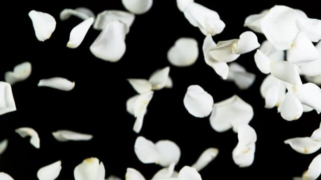 Super slow motion of flying rose petals on clear black background. Speed ramp effect. Filmed on high speed cinema camera, 1000 fps.