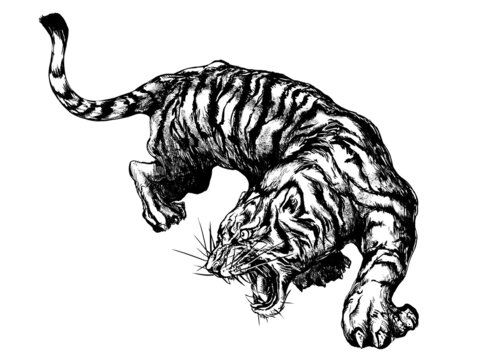 A picture of a tiger drawn with a black line