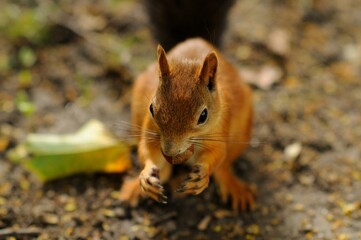 A squirrel with red fur and a fluffy tail eats nuts. Portrait of a squirrel holding a nut in its mouth. A beautiful and cute rodent in the forest. A bright red squirrel sits on the ground in the park.