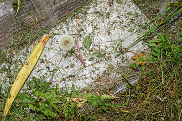 A mown dandelion lies on a sheet of flat slate