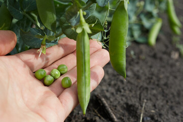 In a man's hand there is a young green pea on the background of a growing plant