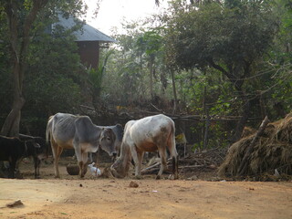 cows in a field with a rabbit