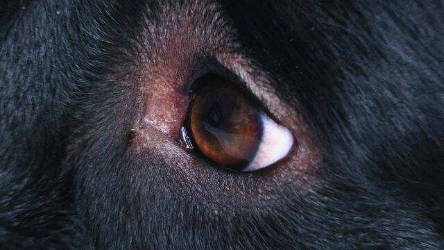 Macro Close-Up Shot Of A Black Dog Eye. 4K.
