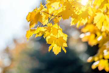 Autumn background-yellow maple leaves in the city Park

