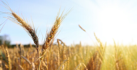 Field of golden wheat on a sunny day. The ear is ready for harvest, illuminated by sunlight. Soft focus. space of sunlight on the horizon. The concept of a rich harvest.