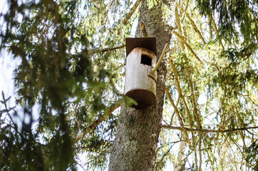 Specific bird cage on tree, on a sunny spring day.