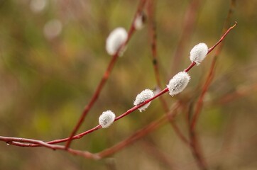 Beautiful pussy willow flowering branch with fluffy catkins.