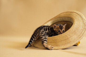 Cute kitten sitting in hat on a background © Юлия Афанасьева