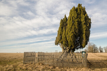 Fototapeta premium Rietekla juniper, widest trunk in Europe, Latvia.