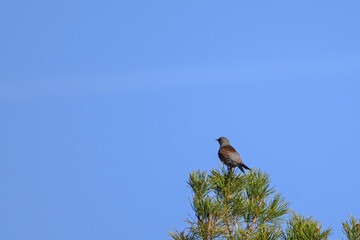 A wood thrush sits on the top of a spruce tree on a summer day