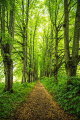 Fototapeta premium Old linden alley leading to the manor.