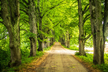 Old linden alley leading to the manor.