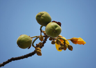 Close up picture of the fruit of the Yellow Silk Cotton.