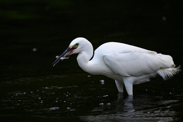 Seidenreiher auf Fischfang