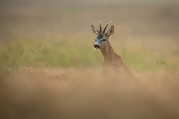 Roebuck - buck (Capreolus capreolus) Roe deer - goat