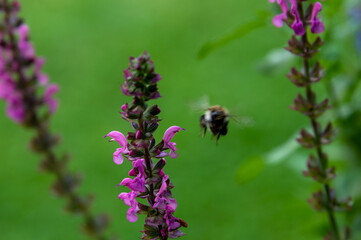 Gartenblume Insekt im Anflug