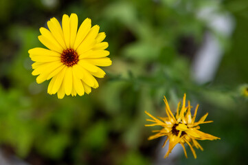 Obraz premium Gelbe Blume