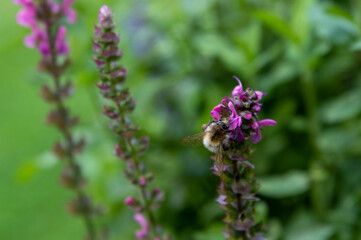 Gartenblume mit Insekt