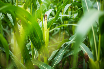 Corn in the green corn field.