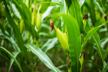 Corn in the green corn field.