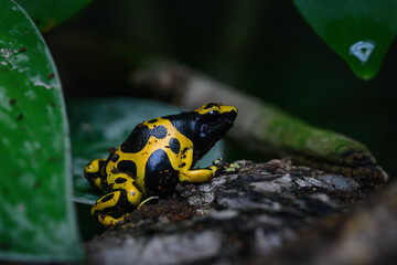 Färberfrosch