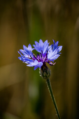 Purple flower in the grass
