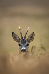 Roebuck - buck (Capreolus capreolus) Roe deer - goat