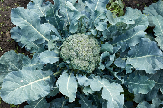Growing broccoli in the garden for food, healthy food