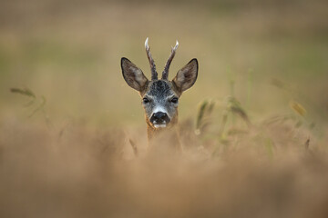 Roebuck - buck (Capreolus capreolus) Roe deer - goat