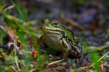 Teichfrosch