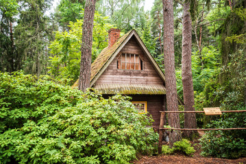 Wooden hut and rhododendrons in forest.