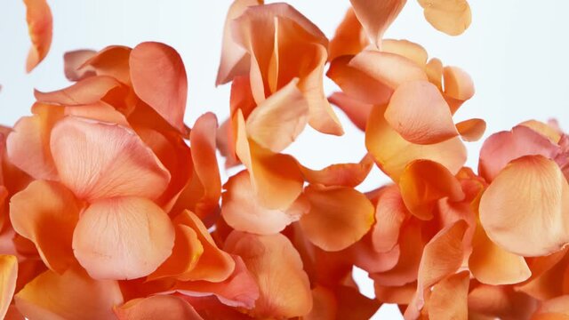Super slow motion of flying rose petals on clear white background. Filmed on high speed cinema camera, 1000 fps.