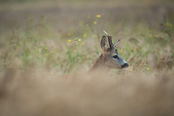 Roebuck - buck (Capreolus capreolus) Roe deer - goat