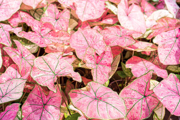 Beautiful growing pink Caladium bicolor background.