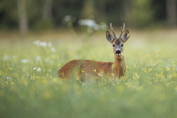 Roebuck - buck (Capreolus capreolus) Roe deer - goat