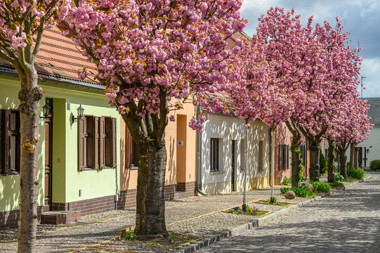 Baumbl&uuml;te in Werder Havel