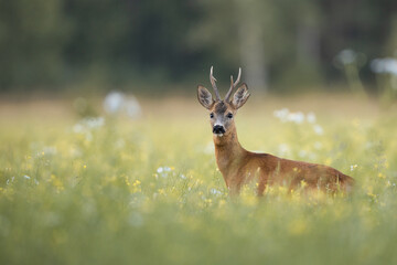 Roebuck - buck (Capreolus capreolus) Roe deer - goat