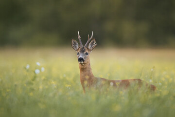 Roebuck - buck (Capreolus capreolus) Roe deer - goat