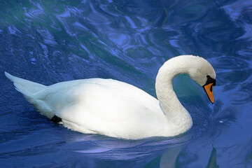 beautiful white swan bowed its head in the bright blue water. Wild nature. Lonely swan. High quality photo