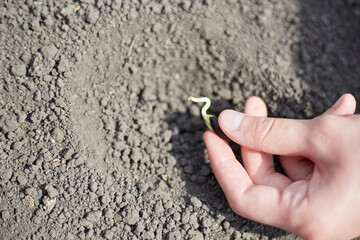Planting a sprouted seed in the ground, topic agriculture